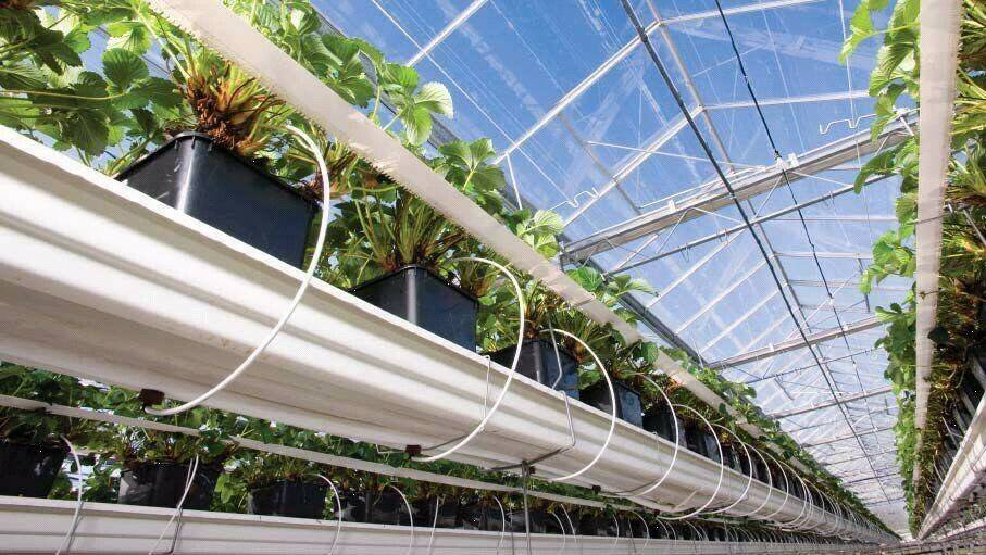 riego automatizado|aplicación Ritec|sensores de humedad